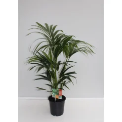 Kentia Palme 110 cm Topf 21 cm*Plantiflor Hot