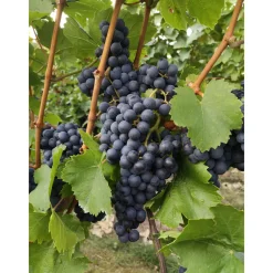 Plantiflor Kernlose Weintraube Blaue Beeren Topf Durchmesser 19 cm