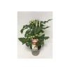 Plantiflor Kirschtomate Pick-a-Tom T14