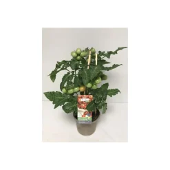 Plantiflor Kirschtomate Pick-a-Tom T14