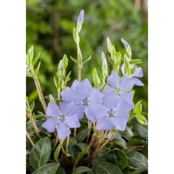 Kleinblättriges Immergrün violettblau Topf Durchmesser 15 cm^Plantiflor Discount