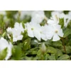Kleinblättriges Immergrün weiß Topf Durchmesser 15 cm*Plantiflor Outlet