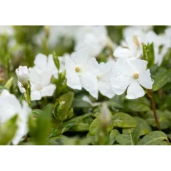 Kleinblättriges Immergrün weiß Topf Durchmesser 15 cm*Plantiflor Outlet