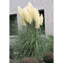 Plantiflor Kleines Pampasgras Pumila Topf Durchmesser 23 cm