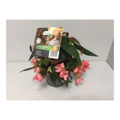 Plantiflor Knollenbegonie Summerwings T12