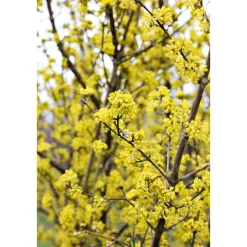 Plantiflor Kornelkirsche Kost und Logis Topf Durchmesser 23 cm