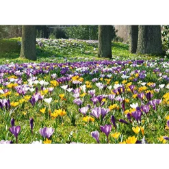 Plantiflor Krokus Crocus-Hybride Topf Durchmesser 10,5 cm