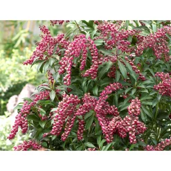 Lavendelheide Passion Topf Durchmesser 17 cm^Plantiflor Best