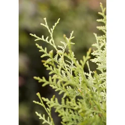 Lebensbaum Brabant Topf Durchmesser 17 cm*Plantiflor Sale