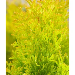 Lebensbaum Golden Smaragd Topf Durchmesser 19 cm*Plantiflor Hot