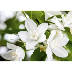 Maiblumenstrauch Topf Durchmesser 19 cm*Plantiflor Discount