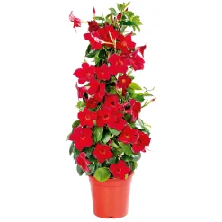 Mandevilla Pyramide Topf Durchmesser 17 cm^Plantiflor Best