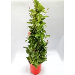 Mandevilla Pyramide Topf Durchmesser 17 cm^Plantiflor Best