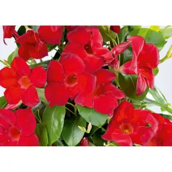 Mandevilla Pyramide Topf Durchmesser 17 cm^Plantiflor Best