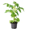 Plantiflor Meisterklasse Fleischtomate Fatima Topf Durchmesser 11 cm