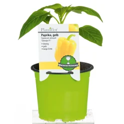 Meisterklasse Paprika gelb Satrapo Topf Durchmesser 11 cm*Plantiflor Discount