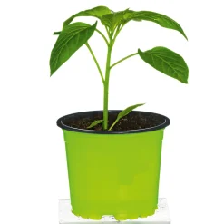 Meisterklasse Paprika gelb Satrapo Topf Durchmesser 11 cm*Plantiflor Discount