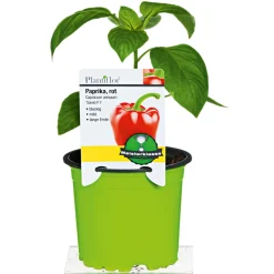 Meisterklasse Paprika rot Savio Topf Durchmesser 11 cm^Plantiflor Hot