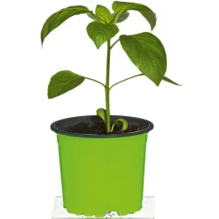 Meisterklasse Paprika rot Savio Topf Durchmesser 11 cm^Plantiflor Hot