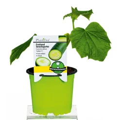 Meisterklasse Snackgurke Sultan Topf Durchmesser 11 cm*Plantiflor Best