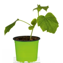 Meisterklasse Snackgurke Sultan Topf Durchmesser 11 cm*Plantiflor Best