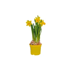 Narzisse Tete a Tete Topf Durchmesser 10,5 cm*Plantiflor Hot