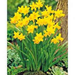 Narzisse Tete a Tete Topf Durchmesser 10,5 cm*Plantiflor Hot
