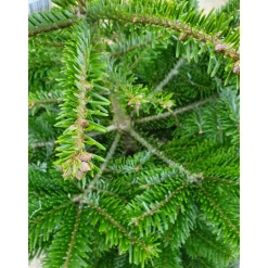 Plantiflor Nordmanntanne topfgewachsen 100-120 cm