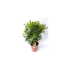 Oleander Busch 60-80 cm T20^Plantiflor Best