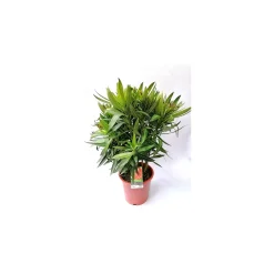 Oleander Busch 60-80 cm T20^Plantiflor Best