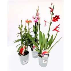 Orchideen-Mix 2-Trieber*Plantiflor Sale