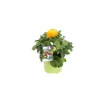 Ranunkel Topf Durchmesser 11 cm*Plantiflor Clearance
