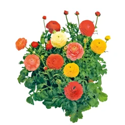 Ranunkel Topf Durchmesser 11 cm*Plantiflor Clearance