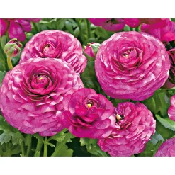 Ranunkel Topf Durchmesser 11 cm*Plantiflor Clearance