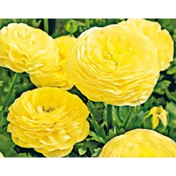 Ranunkel Topf Durchmesser 11 cm*Plantiflor Clearance