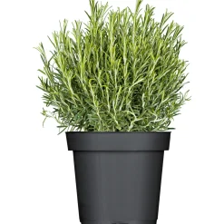 Rosmarin im Topf Durchmesser 14 cm^Plantiflor