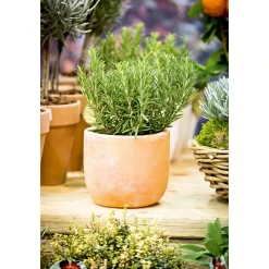 Rosmarin im Topf Durchmesser 14 cm^Plantiflor