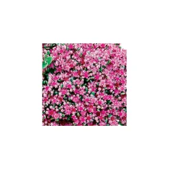 Rotblütenkrassel Topf Durchmesser 12 cm^Plantiflor Sale