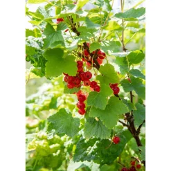 Rote Johannisbeere Jonkheer van Tets Topf Durchmesser 23 cm^Plantiflor Hot