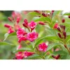 Rote Weigelie Bristol Ruby Topf Durchmesser 19 cm^Plantiflor Online