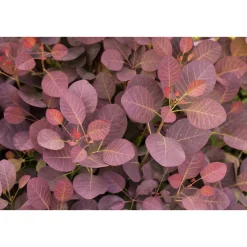 Roter Perückenstrauch Topf Durchmesser 23 cm*Plantiflor Clearance