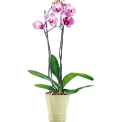 Schmetterlingsorchidee Topf Durchmesser 12 cm^Plantiflor Outlet