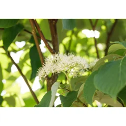 Seidiger Hartriegel Flaviramea Topf Durchmesser 19 cm*Plantiflor Discount