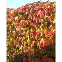 Selbstklimmende Jungfernrebe Veitchii Topf Durchmesser 17 cm*Plantiflor