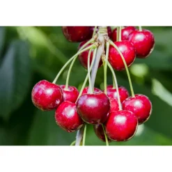 Plantiflor Süßkirsche Hedelfinger Busch Topf Durchmesser 28 cm