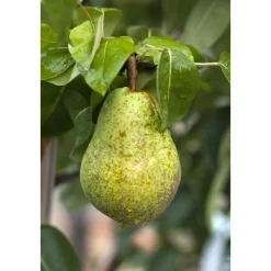 Sommerbirne Williams Christ Busch Topf Durchmesser 28 cm^Plantiflor Clearance