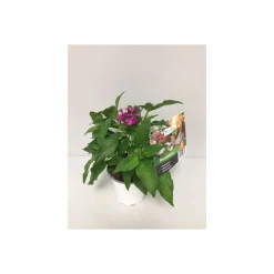 Plantiflor Sternblume Topf Durchmesser 13 cm