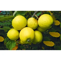 Säulenapfel Golden Sensation Topf Durchmesser 23 cm^Plantiflor Sale