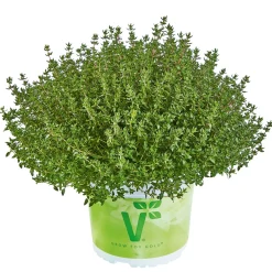 Thymian T14*Plantiflor Outlet