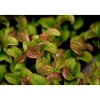 Plantiflor Traubenheide Curly Red Topf Durchmesser 17 cm